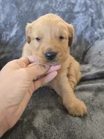 AKC Girl, a female Golden Retriever for sale in Casa Grande, AZ – Photo 4 of 9