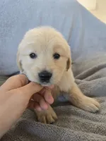 AKC Girl Ready Now!, a female Golden Retriever for sale in Casa Grande, AZ – Photo 3 of 10