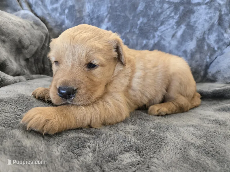 AKC Girl – Golden Retriever puppy for sale in Casa Grande, AZ