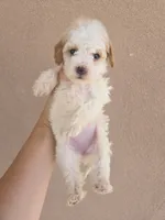 AKC Female, a female Poodle - Toy  for sale in Casa Grande, AZ – 2 of 8