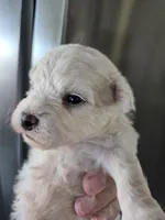 AKC Male Bichon - TEXT 520-254-7407 , a male Bichon Frise for sale in Casa Grande, AZ – 3 of 8