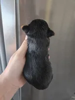 AKC Male Yorkie, White Chest - TEXT 520-254-7407 , a male Yorkshire Terrier for sale in Casa Grande, AZ – 8 of 10