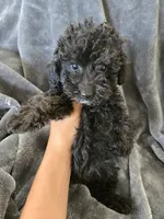 AKC Black Female, a female Poodle - Miniature  for sale in Casa Grande, AZ – 6 of 8