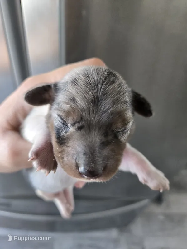 Short Hair Female - TEXT 520-254-7407  – Dachshund puppy for sale in Casa Grande, AZ