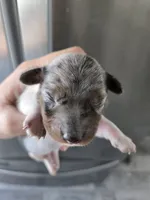 Short Hair Female - TEXT 520-254-7407 , a female Dachshund for sale in Casa Grande, AZ – 1 of 7