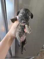 AKC Female, a female Dachshund for sale in Casa Grande, AZ – 7 of 9