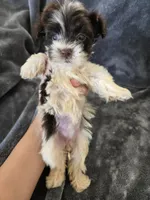 AKC Bisque's Parti Girl, TEXT 520-254-7407, a female Havanese for sale in Casa Grande, AZ – 8 of 10