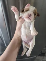 AKC Blenheim Female - TEXT 520-254-7407 , a female Cavalier King Charles Spaniel for sale in Casa Grande, AZ – 6 of 9