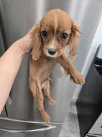 AKC Ruby Male - TEXT 520-254-7407 , a male Cavalier King Charles Spaniel for sale in Casa Grande, AZ – 2 of 6