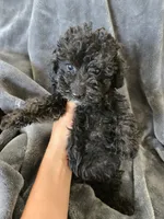 AKC Black Female, a female Poodle - Miniature  for sale in Casa Grande, AZ – 4 of 8