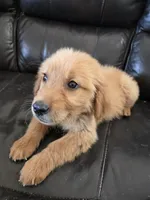 AKC Chloe's Girl - Text 520-254-7407 , a male Golden Retriever for sale in Casa Grande, AZ – 3 of 8