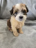 AKC Skye's Boy 1, TEXT 520-254-7407 , a male Havanese for sale in Casa Grande, AZ – 3 of 10