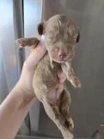 AKC Male, a male Dachshund for sale in Casa Grande, AZ – 2 of 7