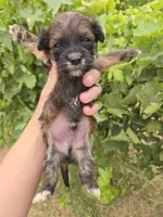 Daisy's Boy, a male Havanese for sale in Casa Grande, AZ – 2 of 7