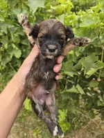 Daisy's Boy, a male Havanese for sale in Casa Grande, AZ – 4 of 7