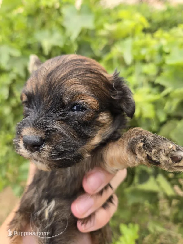 Daisy's Boy – Havanese puppy for sale in Casa Grande, AZ