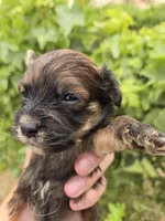 Daisy's Boy, a male Havanese for sale in Casa Grande, AZ – 1 of 7