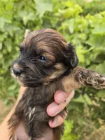 Daisy's Boy, a male Havanese for sale in Casa Grande, AZ – 5 of 7