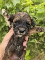 Daisy's Boy, a male Havanese for sale in Casa Grande, AZ – 7 of 7