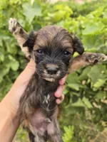 Daisy's Boy, a male Havanese for sale in Casa Grande, AZ – 3 of 7