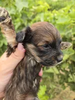 Daisy's Boy, a male Havanese for sale in Casa Grande, AZ – 6 of 7