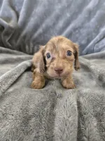 AKC Liver Male, TEXT 520-254-7407, a male Dachshund for sale in Casa Grande, AZ – 3 of 10