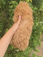 AKC Red Girl, a female Poodle - Miniature  for sale in Casa Grande, AZ – 9 of 9