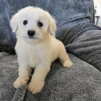 AKC Bichon Girl, a female Bichon Frise for sale in Casa Grande, AZ – Photo 1 of 10