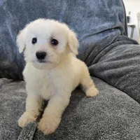 AKC Bichon Girl, a female Bichon Frise for sale in Casa Grande, AZ – Photo 7 of 10