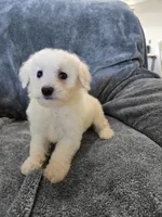AKC Bichon Girl, a female Bichon Frise for sale in Casa Grande, AZ – Photo 7 of 10