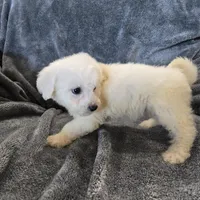 AKC Bichon Girl, a female Bichon Frise for sale in Casa Grande, AZ – Photo 2 of 10
