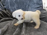 AKC Bichon Girl, a female Bichon Frise for sale in Casa Grande, AZ – Photo 2 of 10