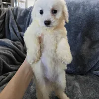 AKC Bichon Girl, a female Bichon Frise for sale in Casa Grande, AZ – Photo 3 of 10