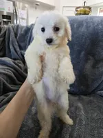 AKC Bichon Girl, a female Bichon Frise for sale in Casa Grande, AZ – Photo 3 of 10