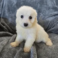 AKC Bichon Girl, a female Bichon Frise for sale in Casa Grande, AZ – Photo 4 of 10