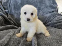 AKC Bichon Girl, a female Bichon Frise for sale in Casa Grande, AZ – Photo 4 of 10