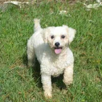 AKC Bichon Girl, a female Bichon Frise for sale in Casa Grande, AZ – Photo 9 of 10