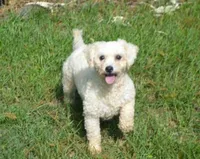 AKC Bichon Girl, a female Bichon Frise for sale in Casa Grande, AZ – Photo 9 of 10