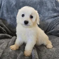 AKC Bichon Girl, a female Bichon Frise for sale in Casa Grande, AZ – Photo 8 of 10