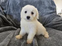 AKC Bichon Girl, a female Bichon Frise for sale in Casa Grande, AZ – Photo 8 of 10
