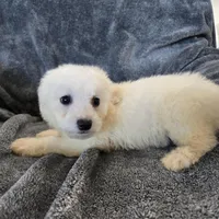 AKC Bichon Girl, a female Bichon Frise for sale in Casa Grande, AZ – Photo 5 of 10