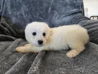 AKC Bichon Girl, a female Bichon Frise for sale in Casa Grande, AZ – Photo 5 of 10