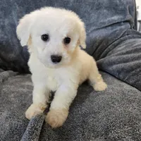 AKC Bichon Girl, a female Bichon Frise for sale in Casa Grande, AZ – Photo 6 of 10