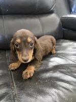 AKC Pepper's Chocolate Female, a female Dachshund for sale in Casa Grande, AZ – Photo 6 of 10