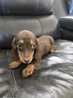 AKC Pepper's Chocolate Female, a female Dachshund for sale in Casa Grande, AZ – Photo 7 of 10