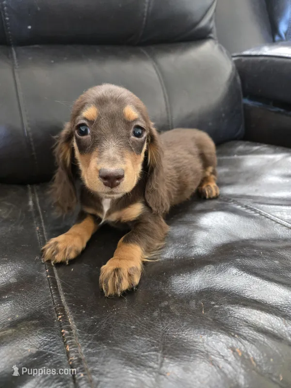 AKC Pepper's Chocolate Female – Dachshund puppy for sale in Casa Grande, AZ