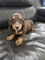AKC Pepper's Chocolate Female, a female Dachshund for sale in Casa Grande, AZ – Photo 1 of 10