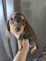 AKC Pepper's Chocolate Female, a female Dachshund for sale in Casa Grande, AZ – Photo 10 of 10