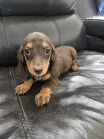 AKC Pepper's Chocolate Female, a female Dachshund for sale in Casa Grande, AZ – Photo 4 of 10
