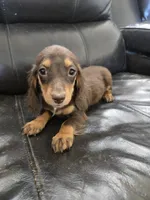 AKC Pepper's Chocolate Female, a female Dachshund for sale in Casa Grande, AZ – Photo 3 of 10